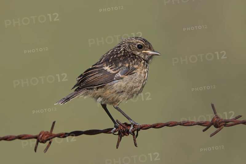 Young african stonechat