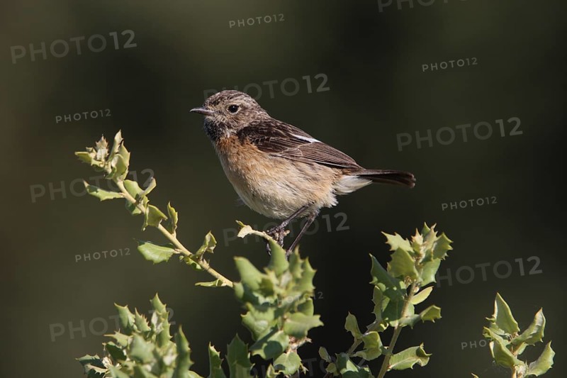 Female african stonechat