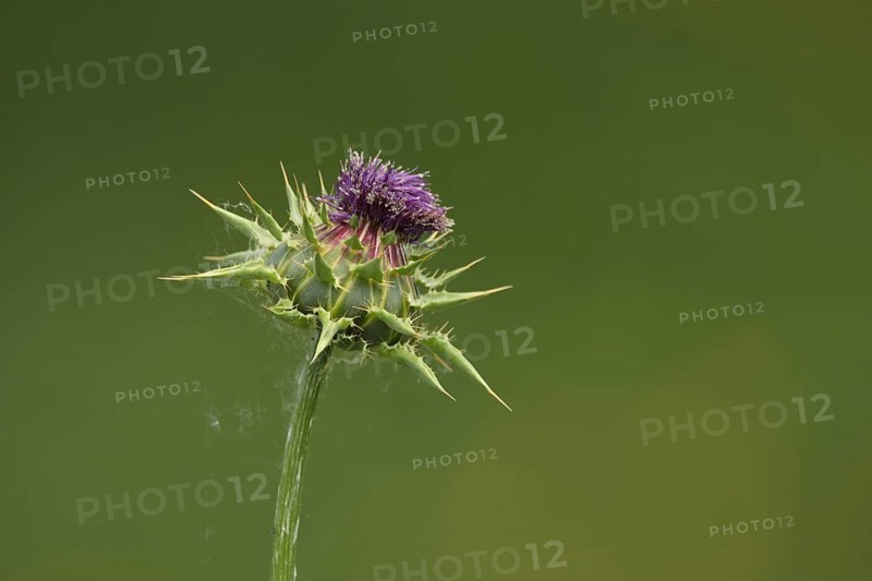 Detail of nodding musk thistle