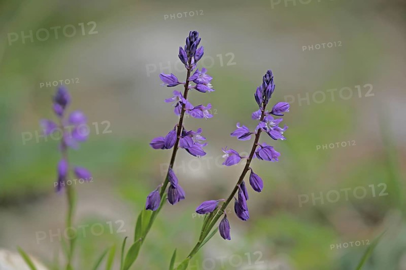Common crucifer