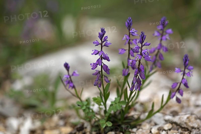 Common crucifer