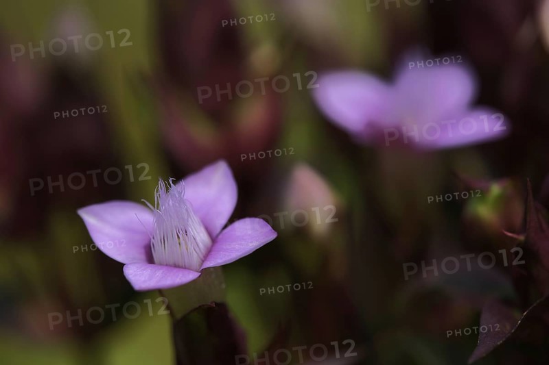 Field Gentian
