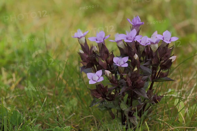 Field Gentian