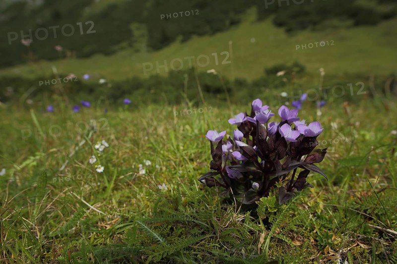 Field Gentian