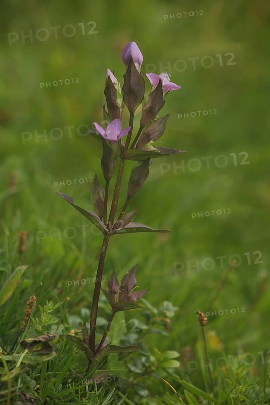 Field Gentian