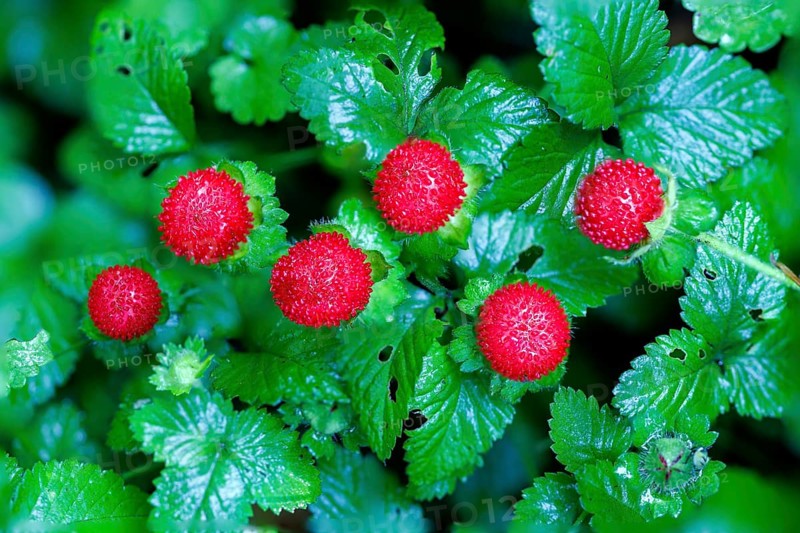 Forest strawberry