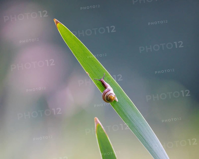 Grove snail