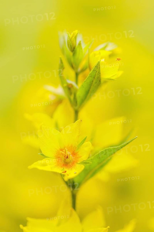 Spotted loosestrife