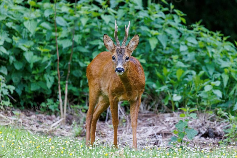 European roe deer