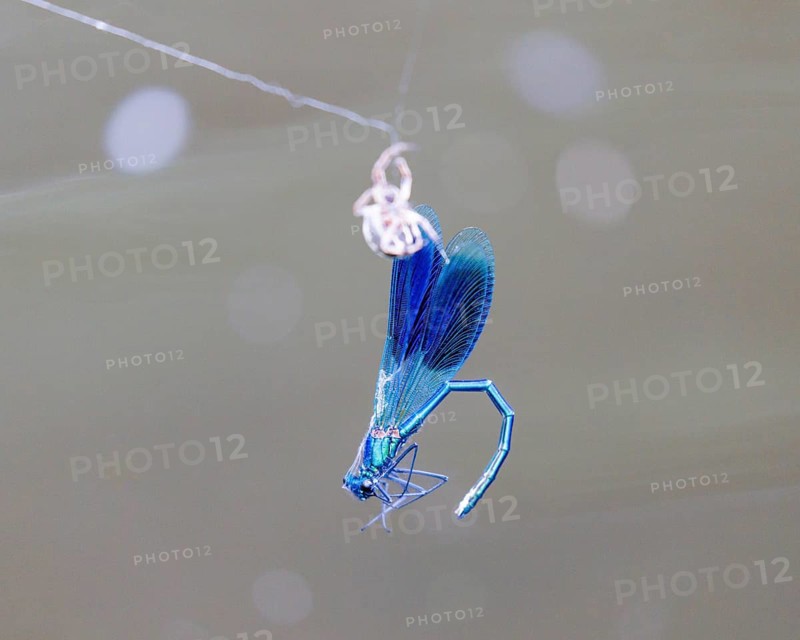 Banded demoiselle