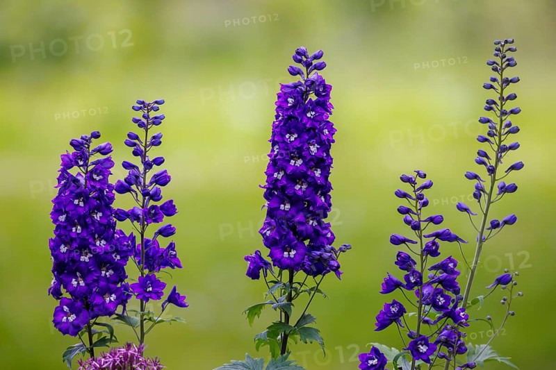 Candle larkspur
