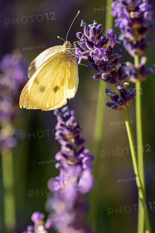Green-veined white
