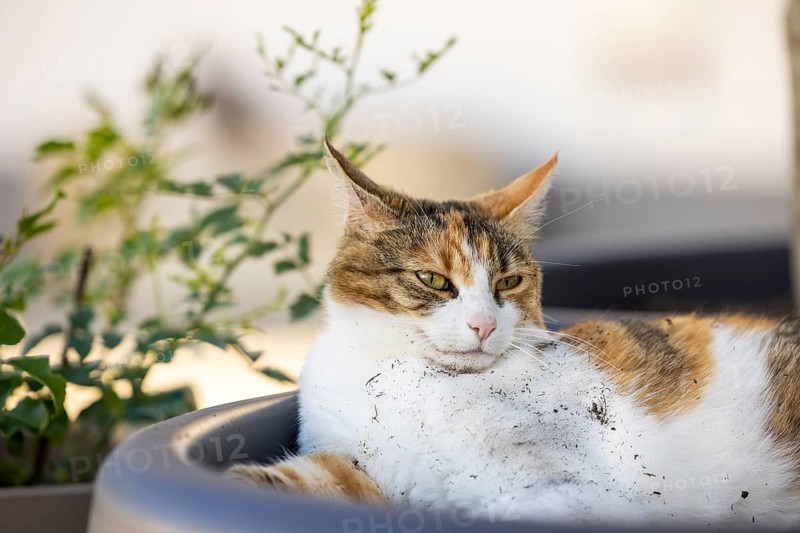 Cat in a flower pot