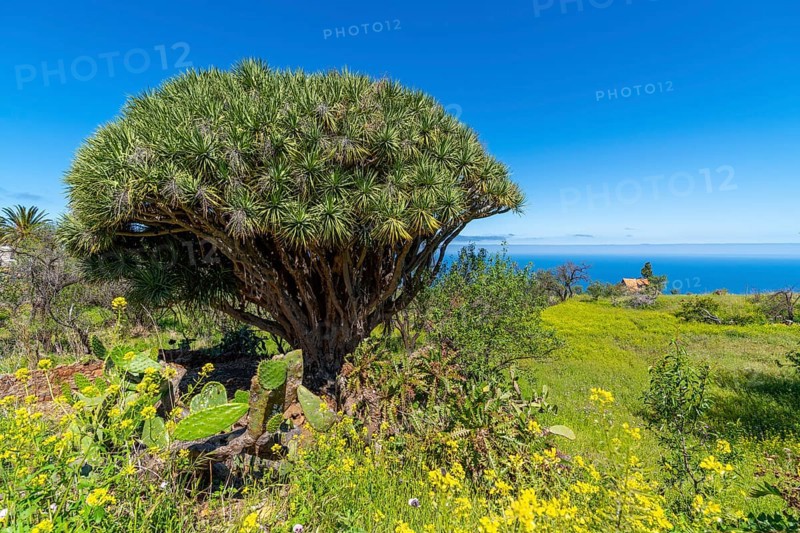 Dragon tree