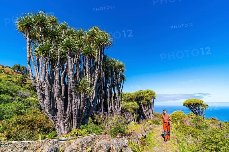 Hikers among dragon trees
