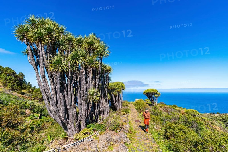 Hikers among dragon trees