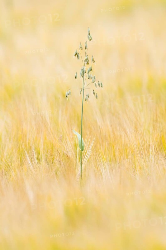 Oats