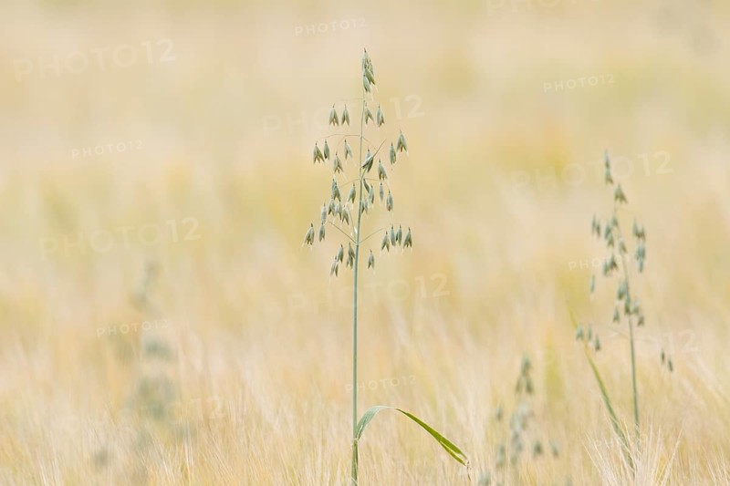 Oats