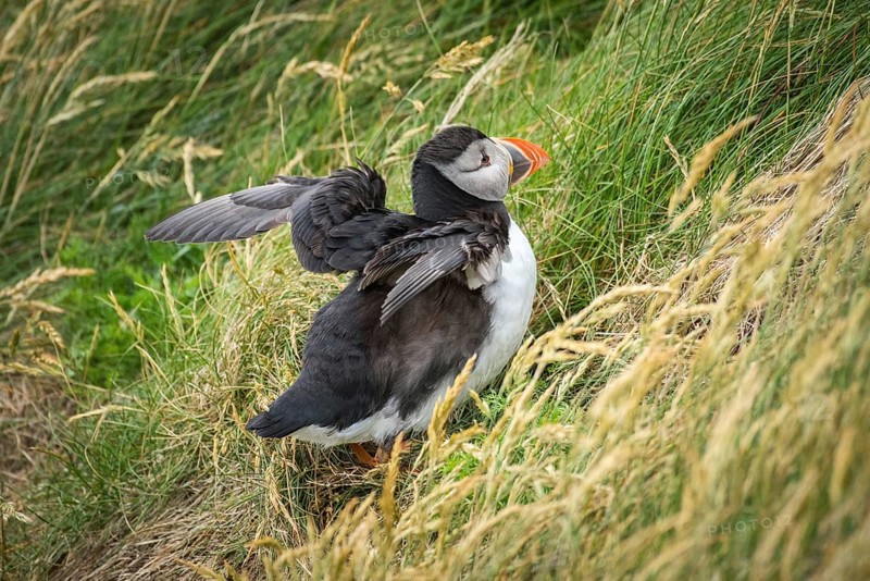 Puffin