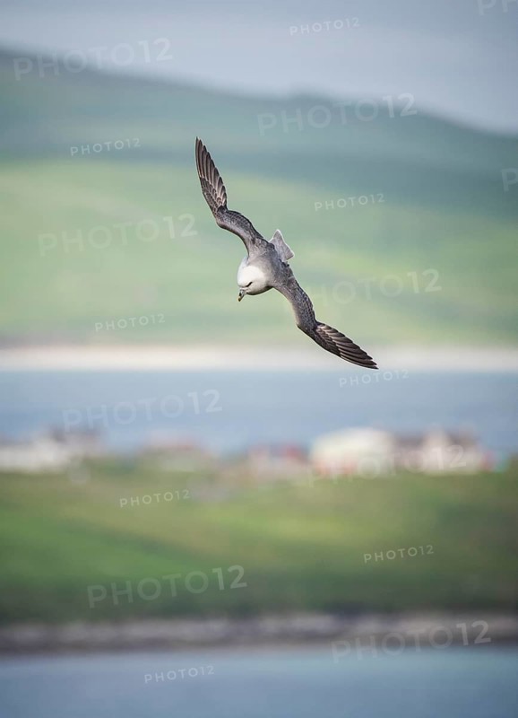 Northern fulmar