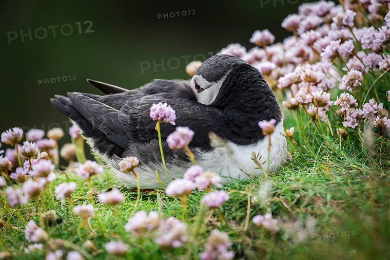 Puffin