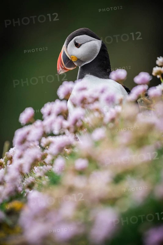 Puffin