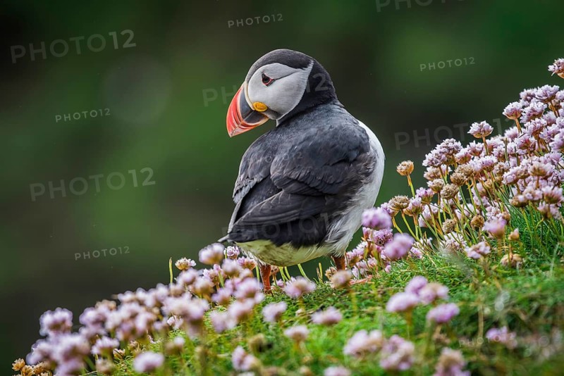 Puffin