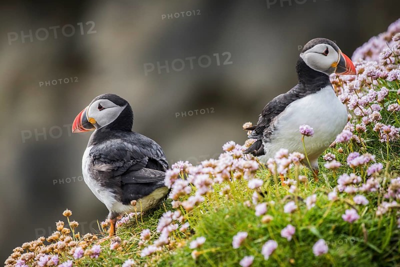Puffin