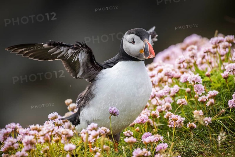 Puffin