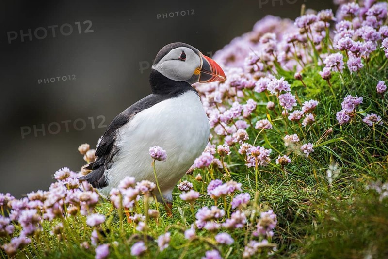 Puffin