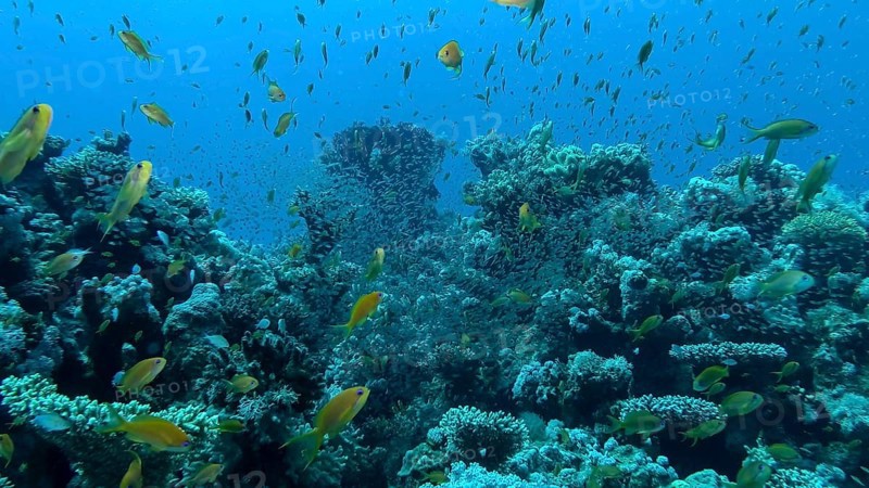 Massive school of Lyretail Anthias