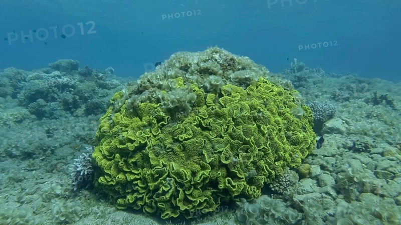 Brown alga