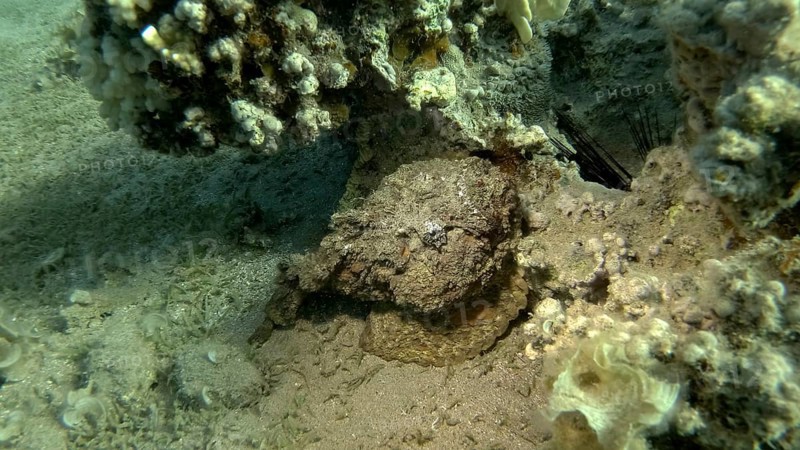 Close-up of the Stonefish on coral reef. Reef Stonefish