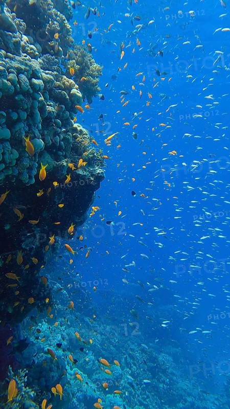 Colorful tropical fish swims on coral reef on blue water background. Underwater life in the ocean. Arabian Chromis