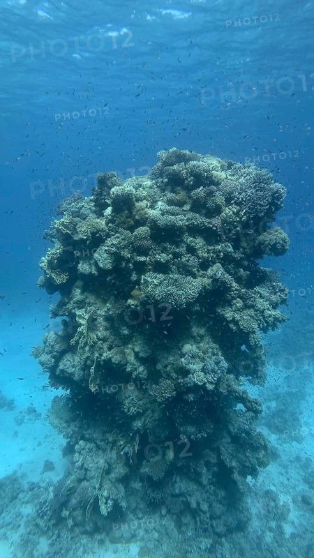 Pillar coral reef