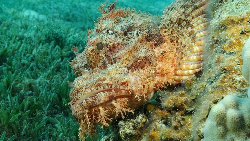 Scorpion fish lie on the reef. Bearded Scorpionfish