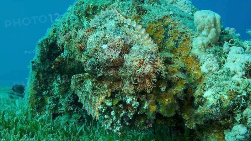 Scorpion fish lie on the reef. Bearded Scorpionfish