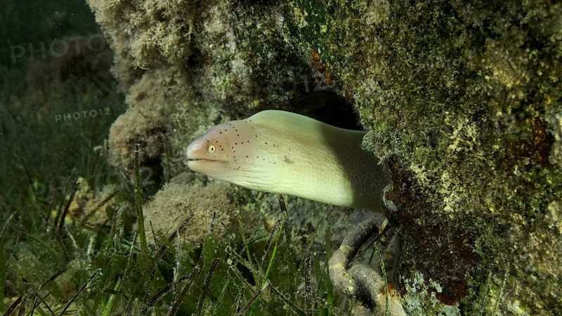 Close-up of Moray lie in the coral reef. Geometric moray