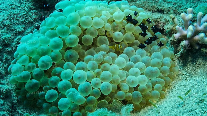 Baby Clownfish and school of Damsel fish swims on Bubble Anemone. Red Sea Anemonefish