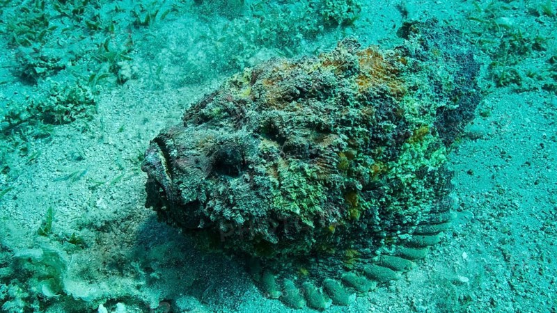 Close-up of the Stonefish lies on sandy bottom covered with green seagrass. Reef Stonefish