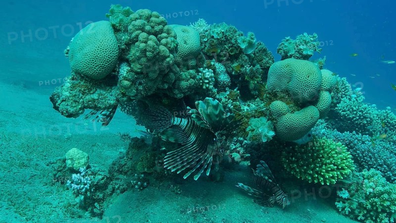 Common Lionfish or Red