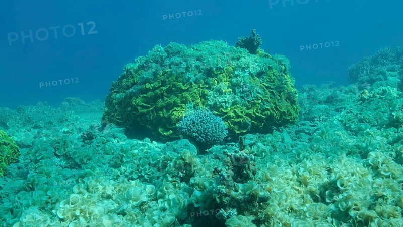 Once beautiful coral reef is overgrown with algae as a result of eutrophication