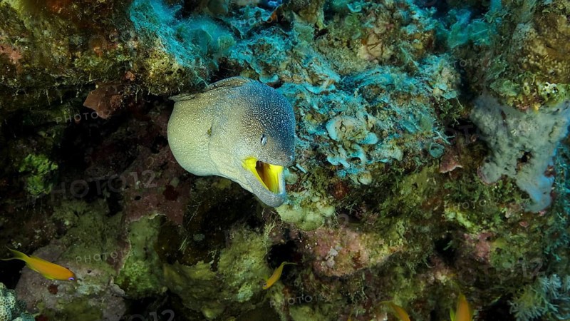 Close-up portrait of Moray with open mouth peeks out of its hiding place. Yellow-mouthed Moray Eel