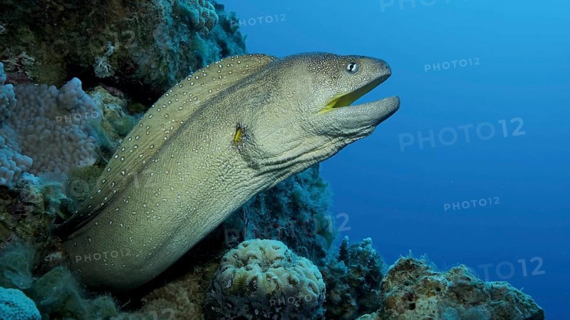 Close-up portrait of Moray with open mouth peeks out of its hiding place. Yellow-mouthed Moray Eel