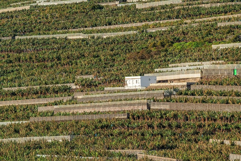 Banana plantations at the Punta Cumplida headland