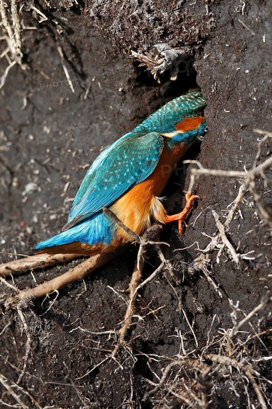 Kingfisher