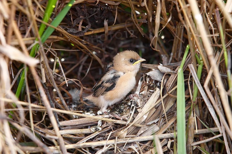 Bearded Tit