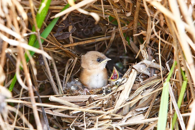 Bearded Tit