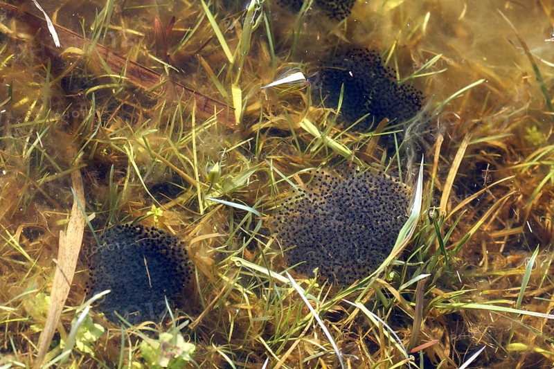 Moor frog
