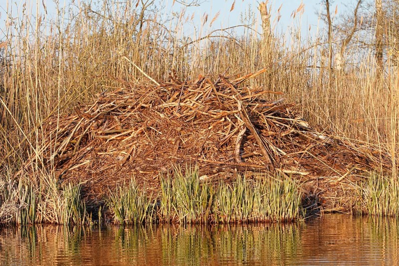 Beaver